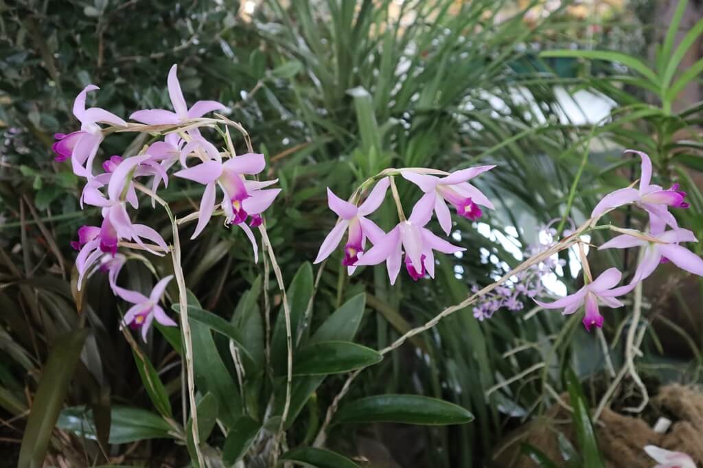 2ème prix botanique : Laelia anceps ‘Monoprio’ (MM)