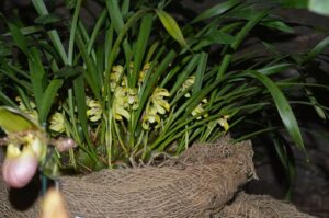 3ème prix botanique : Brasilorchis kautskyi (PR)