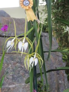 3ème prix hybride : Epidendrum falcatum x Epidendrum parkinsonianum (Photo Jean Bernard Fremont JBF)