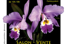 Exposition Orchidée 17 à Breuillet (17) – octobre 2025