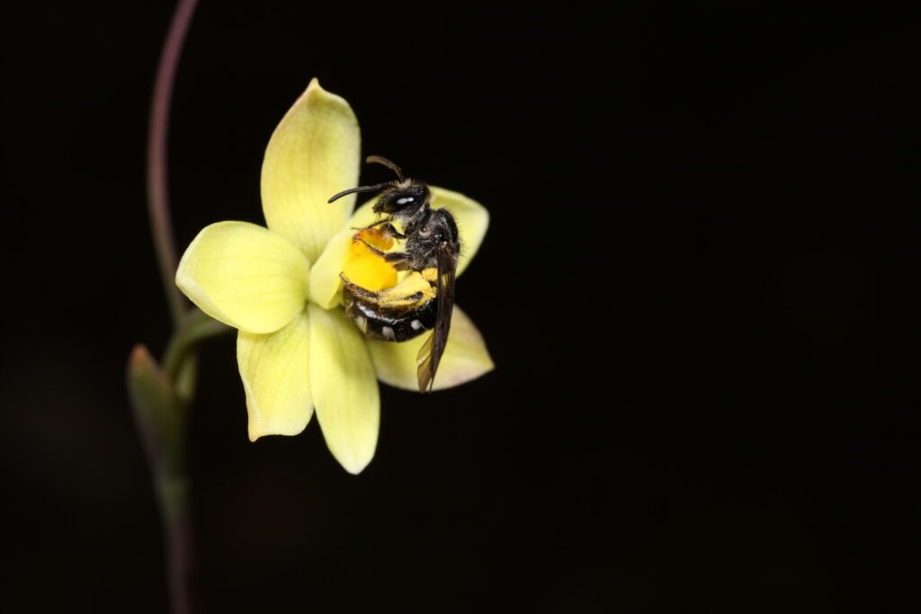 Thelemytra, au Sud-Ouest australien