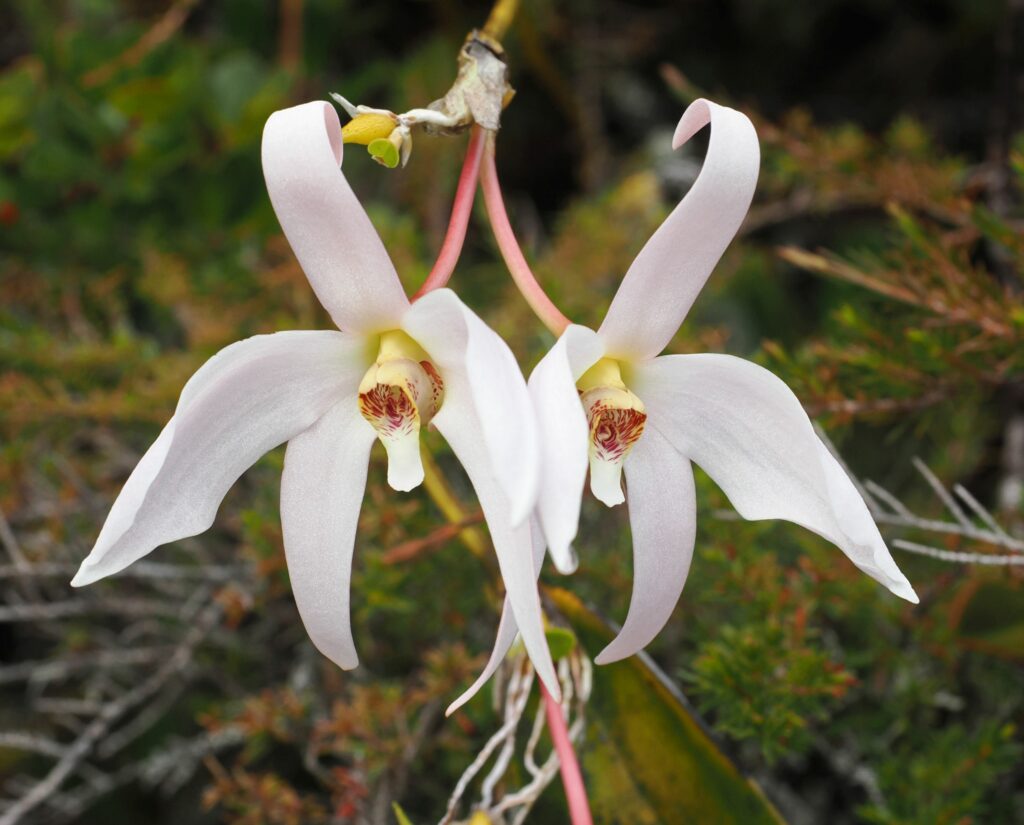 Dendrobium regale, péninsule de Doberai, Nouvelle-Guinée indonésienne (Photo A. Schuiteman)