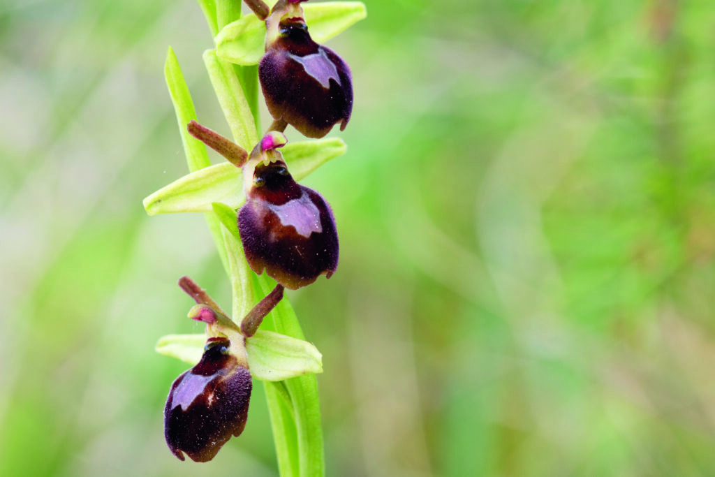 Ophrys x castemerlensis, nouvel hybride (Photo V. Gillet)