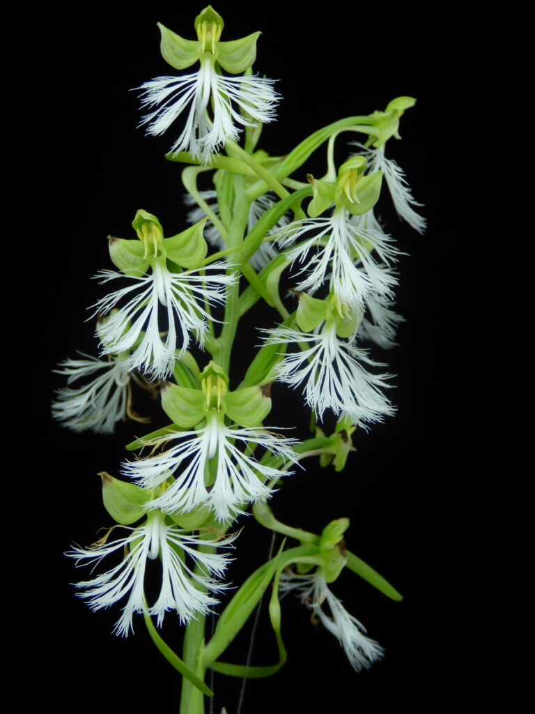 Découvrez le genre Habenaria et comment le cultiver (Photo N. Rust)