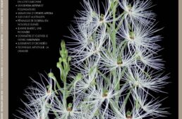L’Orchidophile n°244 (mars 2025)