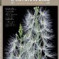 L’Orchidophile n°244 (mars 2025)