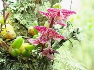 Bulbophyllum-sp - Foret de Iaroka