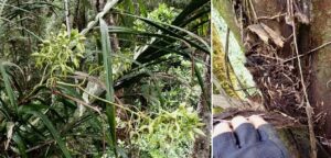 L’orchidée Cymbidiella falcigera vue pour la première fois dans la forêt de Iaroka