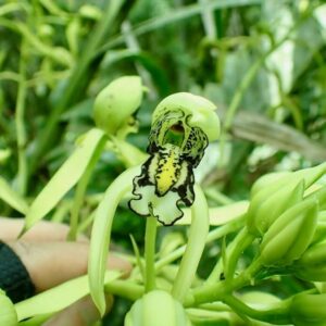Cymbidiella falcigera - Iaroka