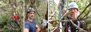 Jean-Jacques Segalen, Florent Martos et Thierry Le Boulbin à la recherche des orchidées et de leurs mycorhizes dans la canopée jusque-là inexplorée