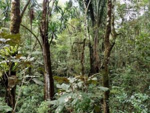 sous-bois Foret de Iaroka