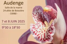 Exposition d’orchidées et plantes carnivores à Audenge (33) – juin 2025