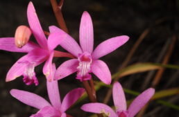 Cours de culture « connaître et cultiver les orchidées » 2026