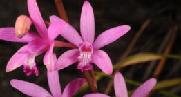 Cours de culture « connaître et cultiver les orchidées » 2026