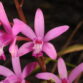 Cours de culture « connaître et cultiver les orchidées » 2026