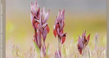 L’Orchidophile, extraits gratuits n°245 (juin 2025)