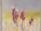 L’Orchidophile, extraits gratuits n°245 (juin 2025)