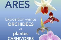 Exposition orchidées 33 à Ares (33) – octobre 2025