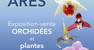 Exposition orchidées 33 à Ares (33) – octobre 2025