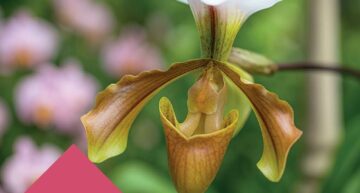 Festival des Orchidées à Fontfroide (11) – octobre 2025