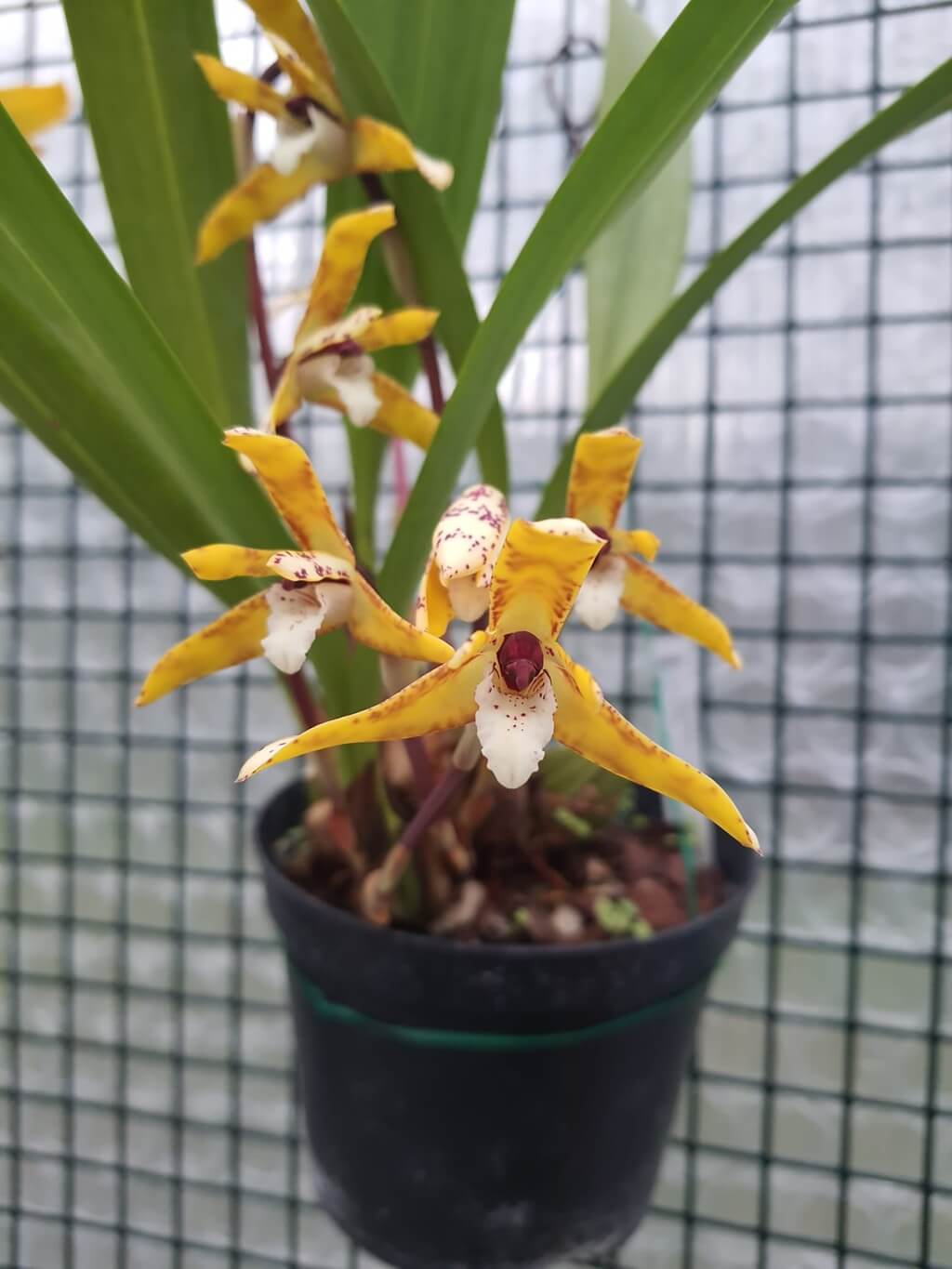 Maxillaria Patrick-Plesard