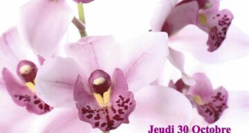 Exposition d’orchidées à Vascoeuil (27) – octobre-novembre 2025