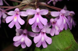 Voyage à Madagascar en avril-mai 2026