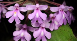 Voyage à Madagascar en avril-mai 2026