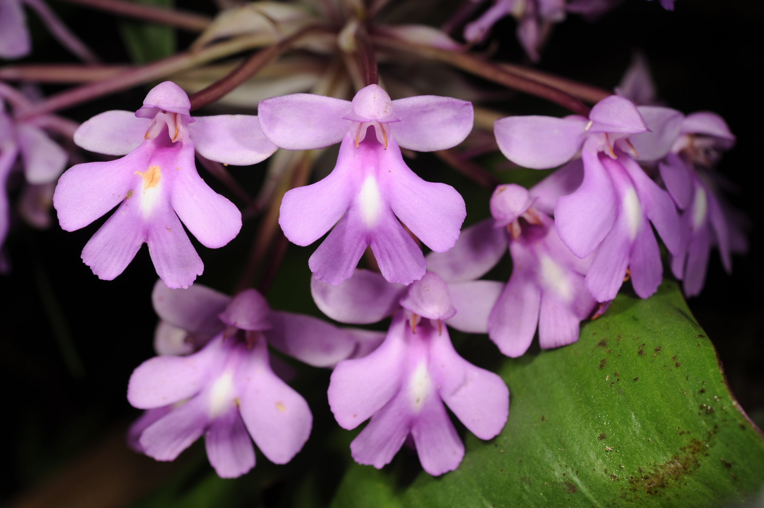 Cynorkis calanthoides, en fleurs dans le parc de la Mantadia en avril 2016