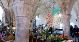 Exposition d’orchidées à Vaucelles (59) – mars 2026