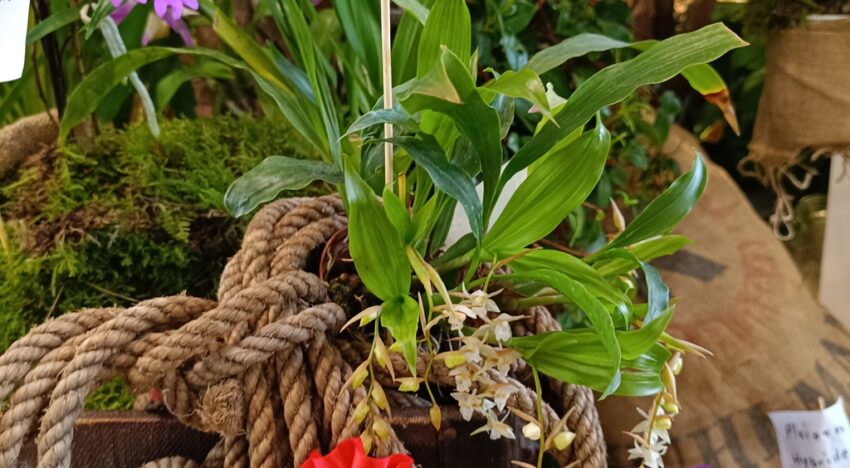 1 – Coelogyne chinensis