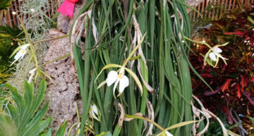 1 – Epidendrum parkinsonianum