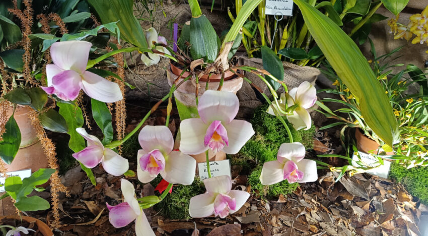 1 – Lycaste Auburn Shoalhaven