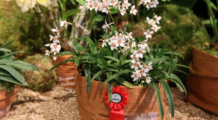 1 – Sarcochilus hartmanniii