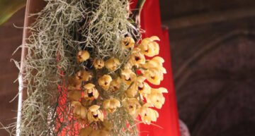 1 – botanique – Acineta chrysantha 1 – botanique – Acineta chrysantha