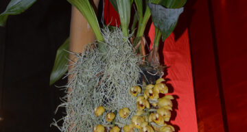 1 – botanique – Acineta chrysantha plante 1 – botanique – Acineta chrysantha plante