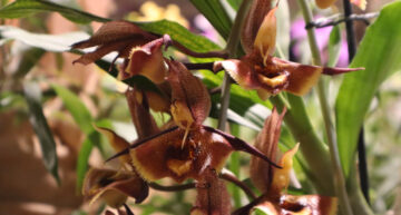 1 – hybride – Catasetum Ana Martes Soares 1 – hybride – Catasetum Ana Martes Soares