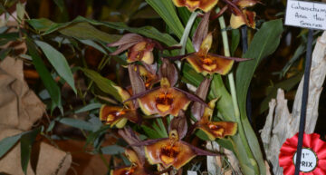 1 – hybride – Catasetum Ana Martes Soares 1 – hybride – Catasetum Ana Martes Soares