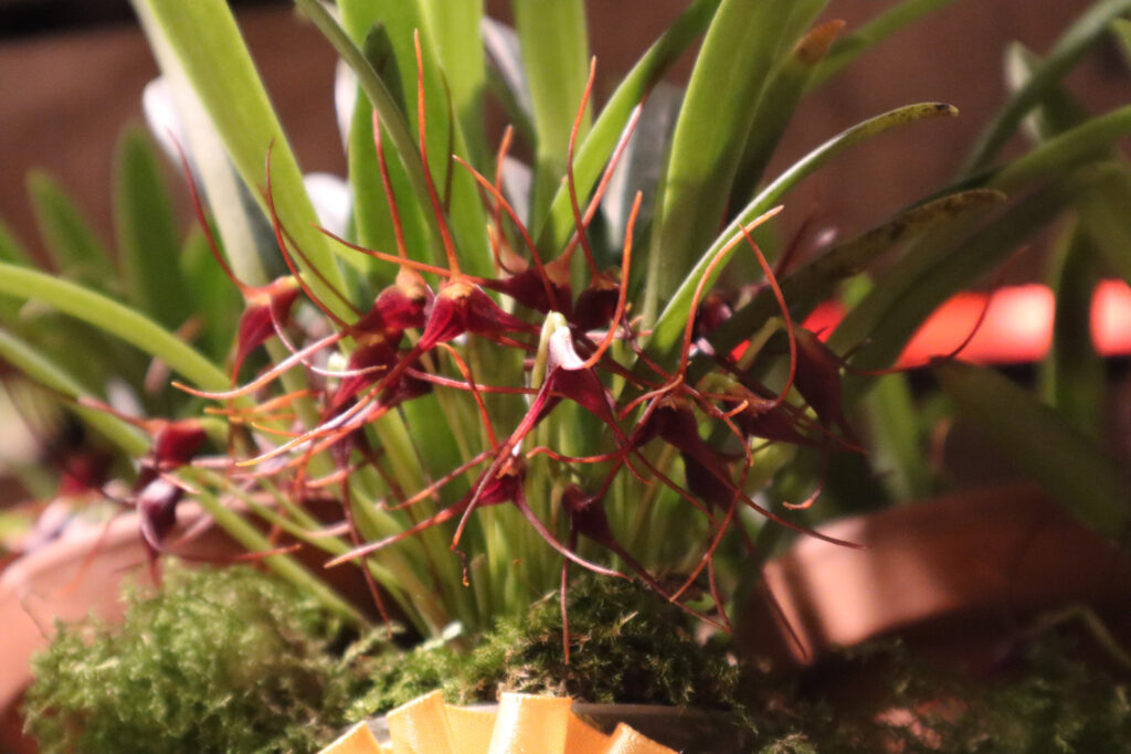 1 - miniature - Masdevallia herradurae