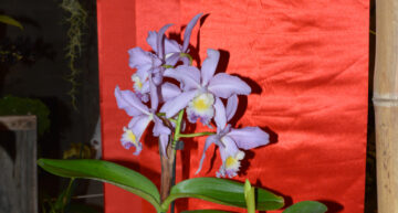 2 – hybride – Cattleya Valentine coerulea 2 – hybride – Cattleya Valentine coerulea