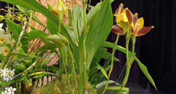 2 – Angulocaste Henriette Collin