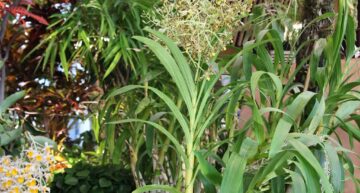 2 – Ansellia africana