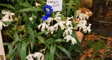 2 – Coelogyne cristata