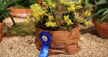 2 – Lycaste campbelli