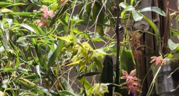 2 – botanique – Aeranthes ramosa 2 – botanique – Aeranthes ramosa