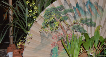 2 – botanique – Encyclia cerastiste 2 – botanique – Encyclia cerastiste