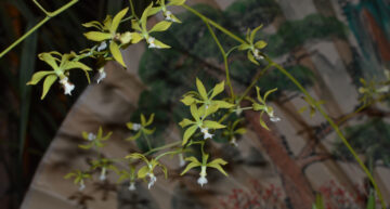 2 – botanique – Encyclia cerastiste 2 – botanique – Encyclia cerastiste