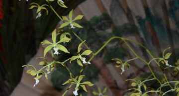 2 – botanique – Encyclia cerastsite vue proche 2 – botanique – Encyclia cerastsite vue proche
