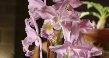 2 – hybride – Cattleya Valentine coerulea 2 – hybride – Cattleya Valentine coerulea