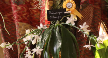 3 – botanique – Phalaenopsis tetrapsis 3 – botanique – Phalaenopsis tetrapsis